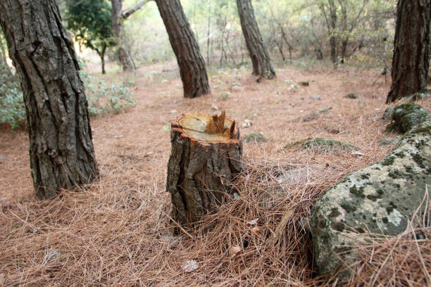 Best Storm Damage Tree Cleanup  in Prospect Rk, PA