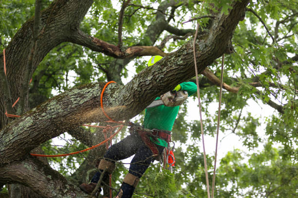 How Our Tree Care Process Works  in  Prospect Park, PA